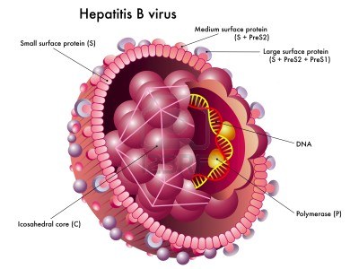 Virus viêm gan B