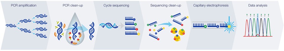 Quy trình giải trình tự gen theo phương pháp Sanger (Nguồn: Internet)