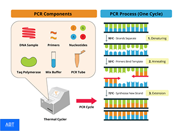 Thành phần phản ứng PCR