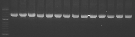 Hình 1: Sản phẩm 16sRNA từ vi khuẩn E.coli