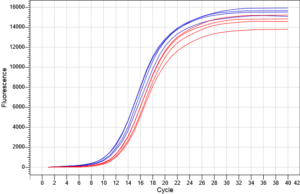 Hình 2: Kết quả real-time PCR về hiệu suất ly trích giữa kit ABT (đường tín hiệu xanh) và nhà cung cấp Q (đường tín hiệu đỏ) từ mẫu vi khuẩn E.coli nuôi cấy.