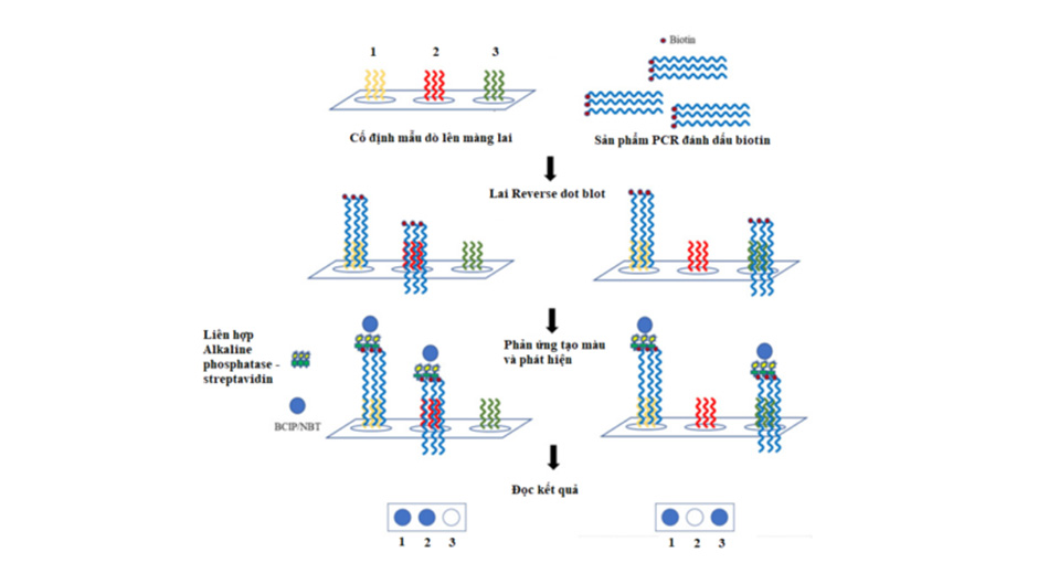 Abt Hpv Rdp