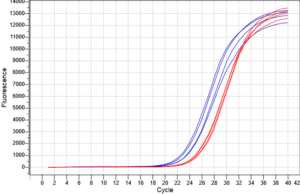 Hình 3: Kết quả real-time PCR về hiệu suất ly trích giữa kit ABT (đường tín hiệu xanh) và nhà cung cấp Q (đường tín hiệu đỏ) từ mẫu vi khuẩn E.coli nuôi cấy.
