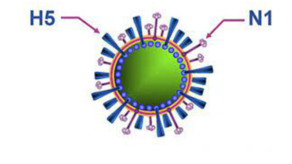 Virus Cum H5n1
