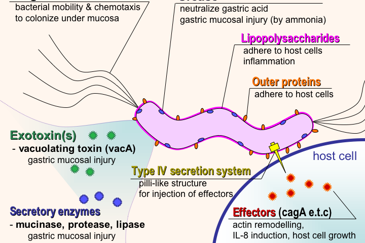 Abt H.pylori