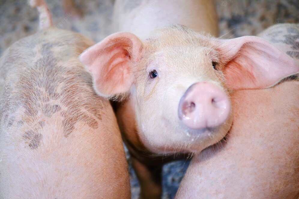 Feed Pink Pig Organic Farm 42128 438