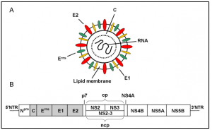 Abt Cau Truc Virus Cfsv