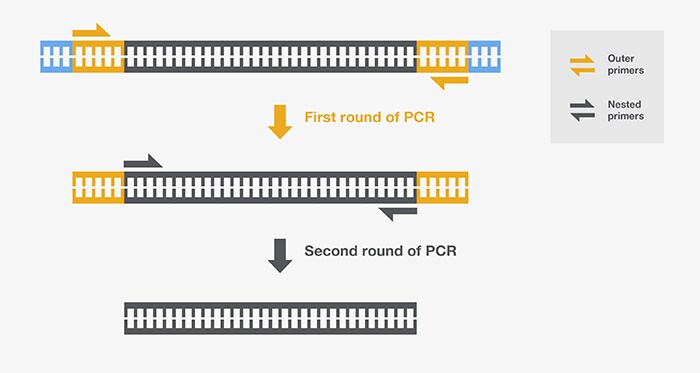 Abt Nested Pcr