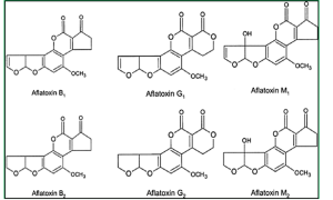 Chemical Structures Of Aflatoxin B1 B2 G1 G2 M1 And M2 Jallow 2015