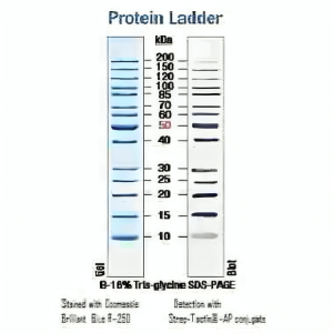 10-200kDa Wide Range Protein Molecular Weight Marker, Unstained (BSM0661)