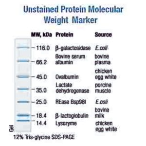 14.4-116kDa Wide Range Protein Molecular Weight Marker, Unstained (BSM0431)